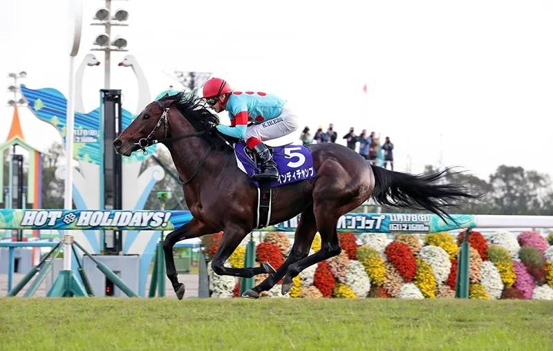 探索香港全年资料马会大全，赛马的激情与文化的交融香港2021全年马会免费资料