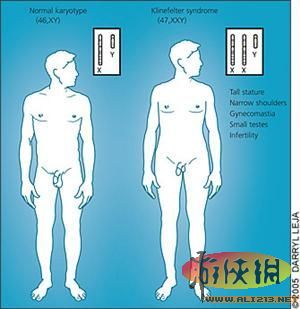 探索双性人生，殅器与自交的神秘面纱双性人功能及结构图片