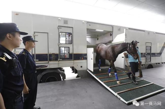 2019香港马会全年资料大全，赛驹风采与慈善行动并进的一年