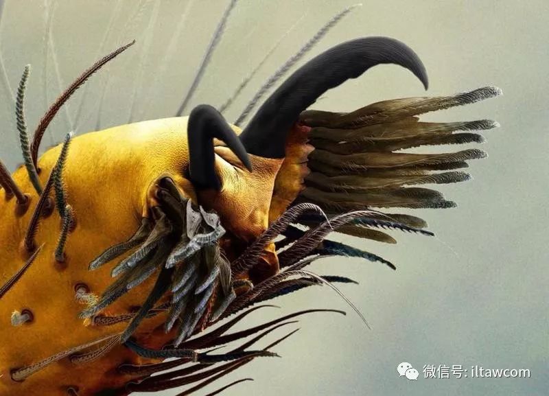 探索无翼鸟图库，数字世界中的自然奇观与艺术灵感